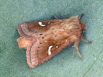 Phragmatiphila insularis Trti adulte - �Daniel Morel