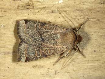 Conistra intricata Bsdv. adulte - �Jean Haxaire