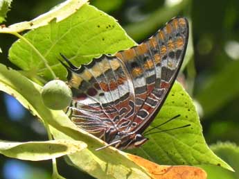 Charaxes jasius L. adulte - �Philippe Mothiron