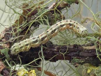  Chenille de Alcis jubata Thnbg - �Kimmo Silvonen