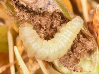  Chenille de Perizoma juracolaria Whrl. - �Philippe Mothiron