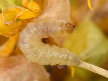  Chenille de Perizoma juracolaria Whrl. - �Philippe Mothiron