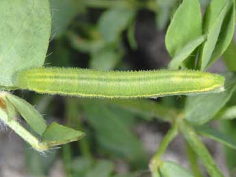  Chenille de Leptidea juvernica Will. - �Wolfgang Wagner, www.pyrgus.de