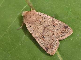 Propenistra laevis Hb. adulte - �Philippe Mothiron