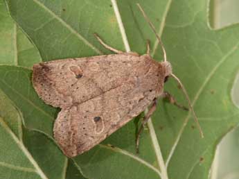 Propenistra laevis Hb. adulte - �Philippe Mothiron