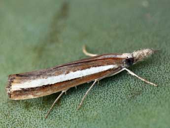Agriphila latistria Hw. adulte - �Daniel Morel
