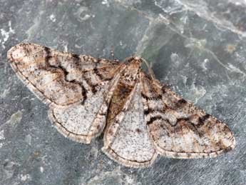 Agriopis leucophaearia D. & S. adulte - �Philippe Mothiron