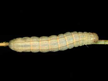  Chenille de Mythimna litoralis Curt. - �Jean Haxaire