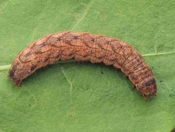  Chenille de Xestia lorezi Stgr - �Kimmo Silvonen