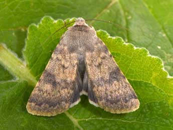 Standfussiana lucernea L. adulte - �Philippe Mothiron
