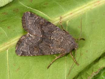 Aporophyla lueneburgensis Frr adulte - �Philippe Mothiron