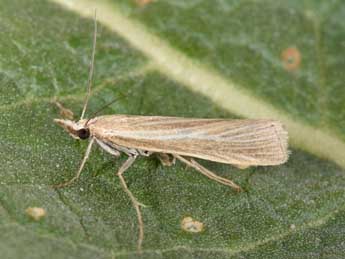 Catoptria lythargyrella Hb. adulte - �Philippe Mothiron
