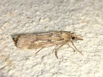 Saluria maculivittella Rag. adulte - �Olivier Pineau