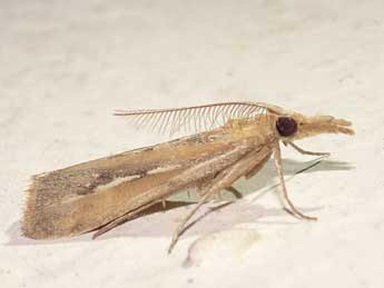 Saluria maculivittella Rag. adulte - �Olivier Pineau