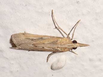 Saluria maculivittella Rag. adulte - �Olivier Pineau