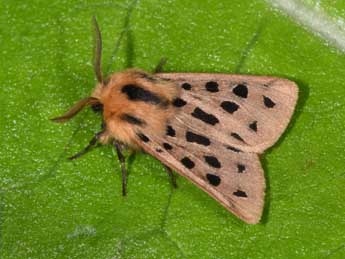 Chelis maculosa D. & S. adulte - �Philippe Mothiron