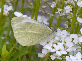 Pieris mannii May. adulte - �Philippe Mothiron