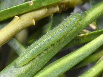  Chenille de Pieris mannii May. - �Philippe Mothiron
