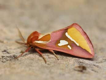 Axia margarita Hb. adulte - �Pierre-Yves Vaucher