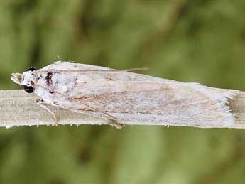 Bradyrrhoa marianella Rag. adulte - �Friedmar Graf