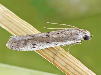 Phycitodes maritima Tengst. adulte - �Friedmar Graf