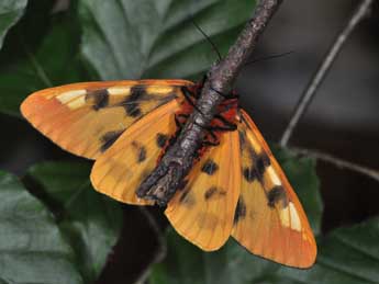 Arctia matronula L. adulte - �Philippe Mothiron