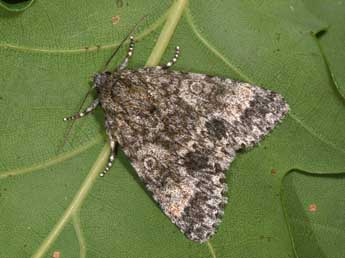 Acronicta megacephala D. & S. adulte - �Philippe Mothiron