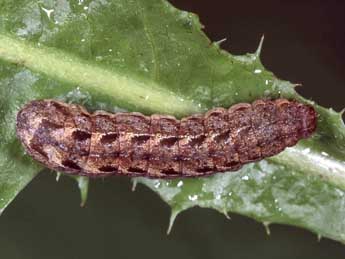  Chenille de Diarsia mendica F. - �Kimmo Silvonen