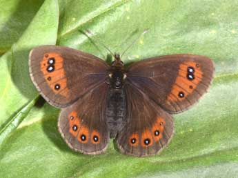 Erebia meolans Prun. adulte - �Philippe Mothiron