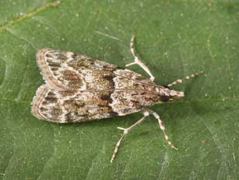 Eudonia mercurella L. adulte - �Philippe Mothiron