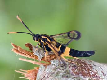 Synanthedon mesiaeformis H.-S. adulte - �Philippe Mothiron