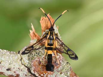 Synanthedon mesiaeformis H.-S. adulte - �Philippe Mothiron