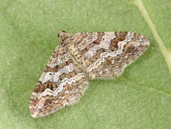 Epirrhoe molluginata Hb. adulte - �Philippe Mothiron