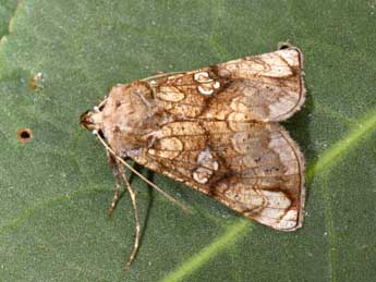 Polychrysia moneta F. adulte - �Philippe Mothiron