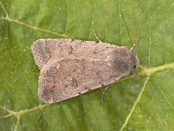 Caradrina montana Brem. adulte - �Philippe Mothiron