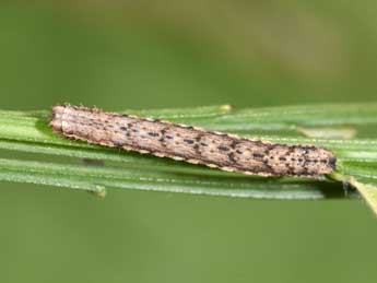  Chenille de Scotopteryx mucronata Scop. - �Philippe Mothiron