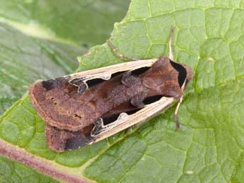 Dichagyris musiva Hb. adulte - �Philippe Mothiron