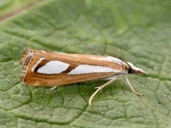 Catoptria myella Hb. adulte - �Philippe Mothiron