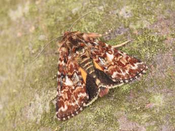 Anarta myrtilli L. adulte - �Philippe Mothiron