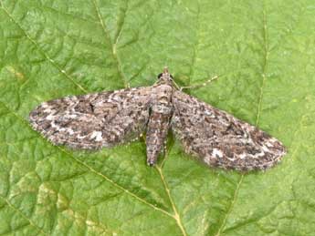 Eupithecia nanata Hb. adulte - �Philippe Mothiron