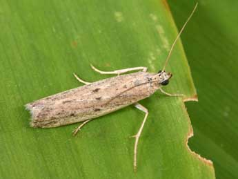 Homoeosoma nebulellum D. & S. adulte - �Philippe Mothiron