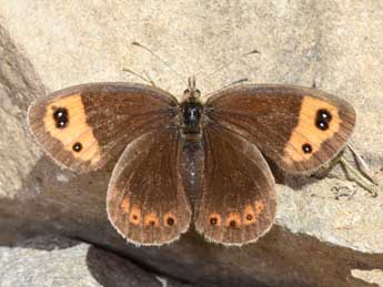 Erebia neoridas Bsdv. adulte - �Philippe Mothiron