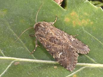 Luperina nickerlii Frr adulte - �Philippe Mothiron