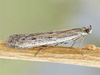 Homoeosoma nimbellum Dup. adulte - �Friedmar Graf