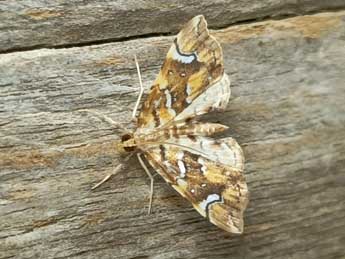 Musotima nitidalis Wlk. adulte - �Thomas Huet