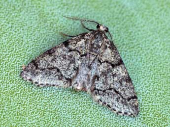 Tephronia nuragica Fiumi, Flam. & al. adulte - �Daniel Morel