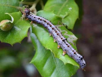  Chenille de Catocala nymphaea Esp. - �Florian Molina