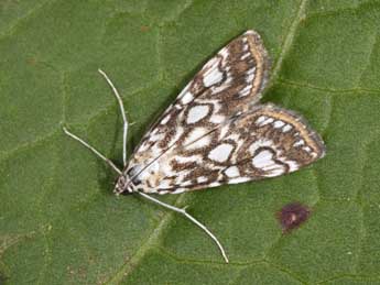 Elophila nymphaeata L. adulte - �Philippe Mothiron