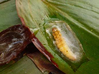  Chenille de Elophila nymphaeata L. - �Paul Mauguin