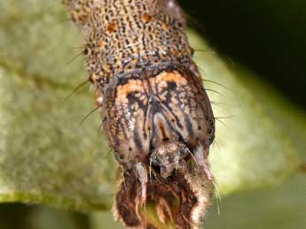  Chenille de Catocala nymphagoga Esp. - �Philippe Mothiron